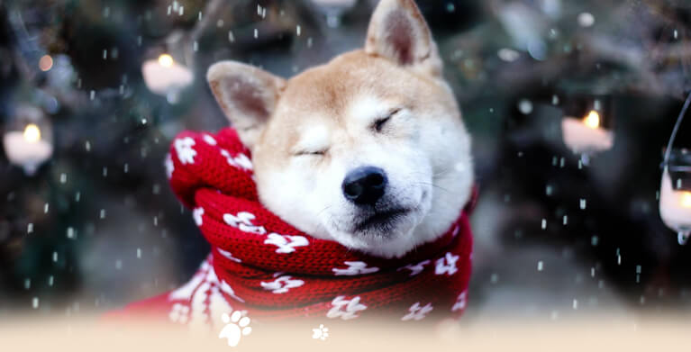 Akita - Vùng đất xinh đẹp của loài quốc khuyển Nhật Bản